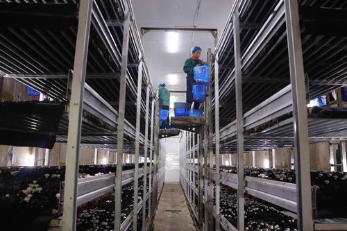 直播預(yù)告 明天,葉縣融媒帶你 云 看龍泉